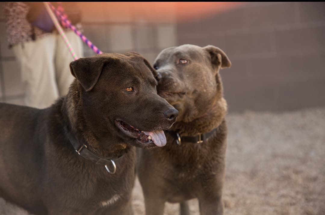 Adopt a friend: Scar and Mufasa